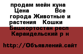 продам мейн куна › Цена ­ 15 000 - Все города Животные и растения » Кошки   . Башкортостан респ.,Караидельский р-н